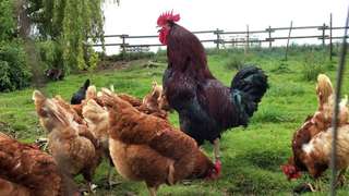 Bauernhof Schulte-Göcking – Bild 4