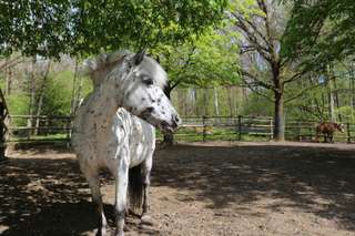 Jugendfarm Sindolino – Bild 1