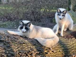 Tiergehege im Kaisergarten – Bild 1