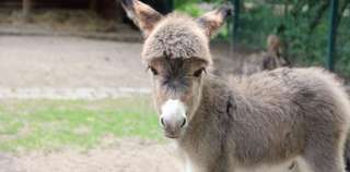 Tiergehege im Kaisergarten – Bild 2