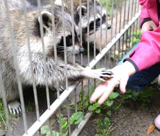Tiergehege im Kaisergarten – Bild 4