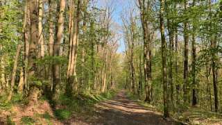 Geraer Stadtwald – Bild 2