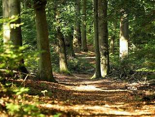 Geraer Stadtwald – Bild 3