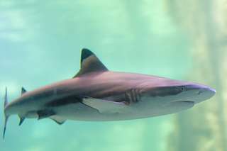 Aquarium Wilhelmshaven – Bild 4