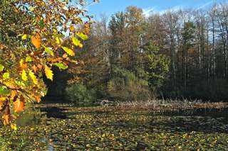 Entenweiher – Bild 2