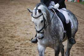 Centre Equestre Rosa Bella – Bild 4