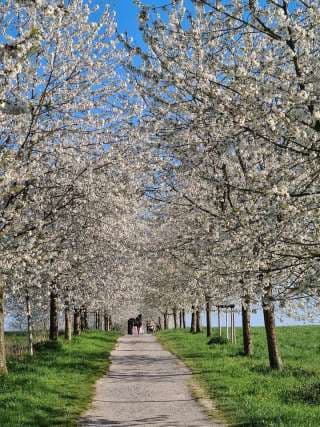 Witthausbusch – Bild 2