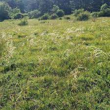 Perchtoldsdorfer Heide – Bild 6