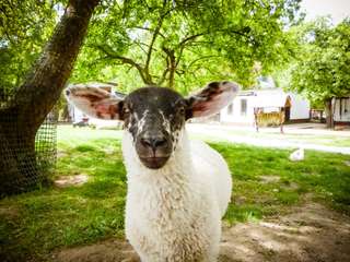 Hinterste Mühle Tierhof – Bild 1