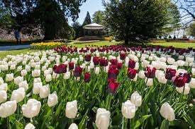 Fête de la Tulipe Morges – Bild 5
