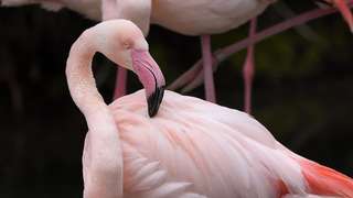 Flamingo Eingang Tor 7 – Bild 5