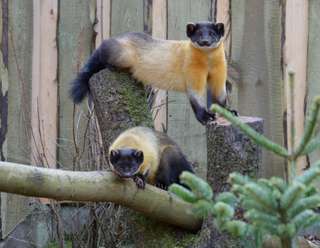 Tierpark Dessau, Lehrpark für Tier- und Pflanzenkunde – Bild 2