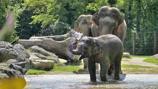 Münchener Tierpark Hellabrunn – Bild 3