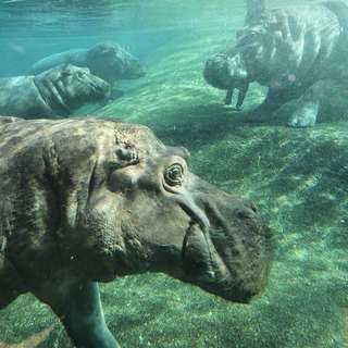 Zoologischer Garten Berlin – Bild 3