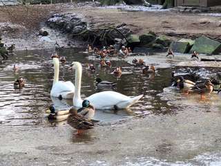 Offenbacher Waldzoo – Bild 5