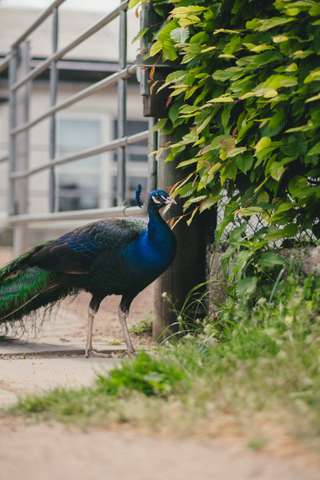 Ponyhof Café Bübel – Bild 4