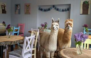 Alpakadorf - Touren, Lädchen & Café – Bild 3