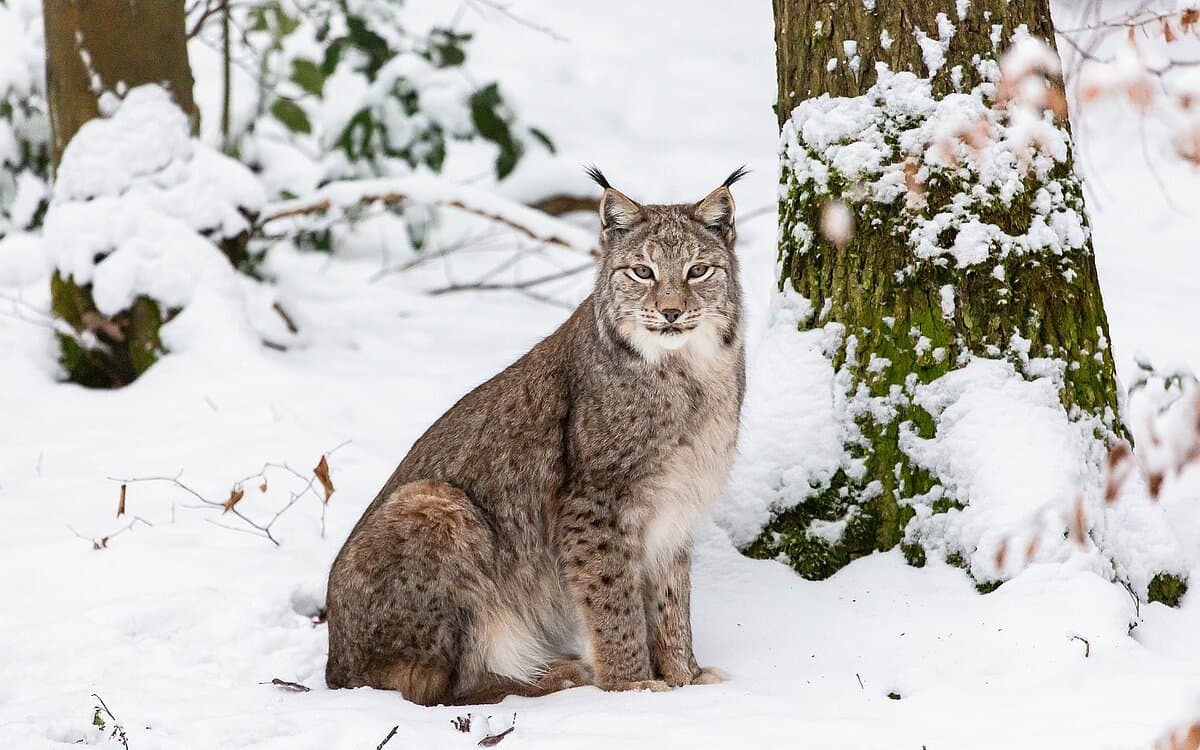Wildpark Pforzheim – Bild 4