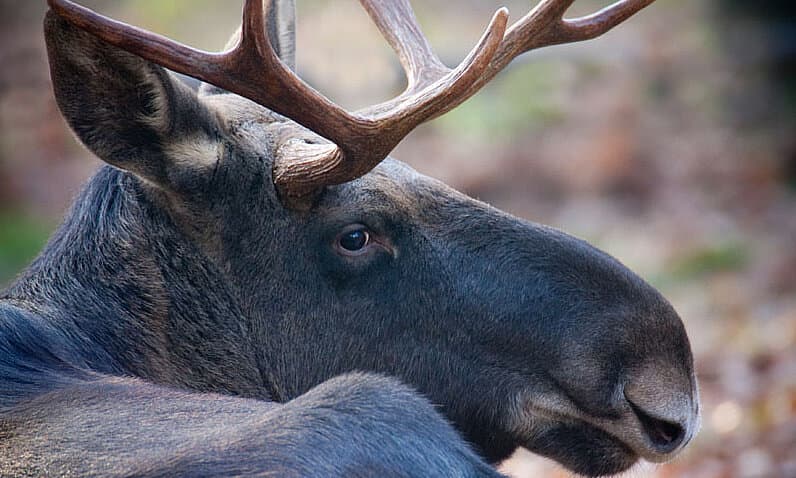 Wildpark Pforzheim – Bild 6