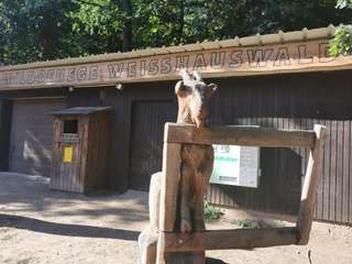 Wildfreigehege Weißhauswald – Bild 1