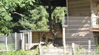 Wildfreigehege Weißhauswald – Bild 3