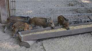 Wildfreigehege Weißhauswald – Bild 4