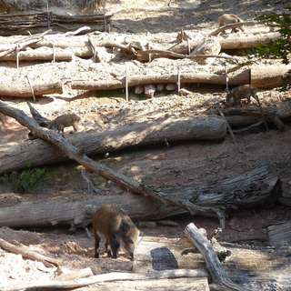 Wildfreigehege Weißhauswald – Bild 5