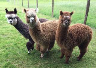 Alpakas vom Tweelbäker See Oldenburg – Bild 3
