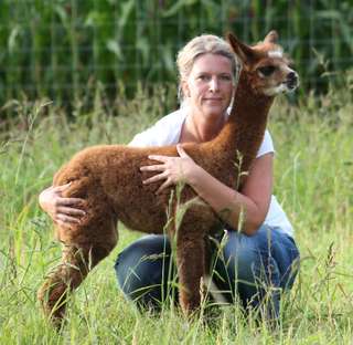 Alpakas vom Tweelbäker See Oldenburg – Bild 4
