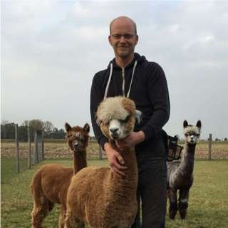 Alpakas vom Tweelbäker See Oldenburg – Bild 5