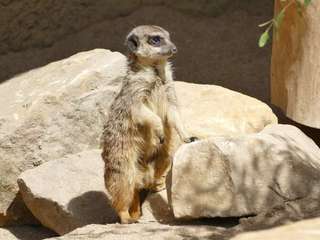 ErdmännchenLodge - Zoo Krefeld – Bild 5
