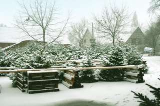 Weihnachtsbäume / Kaminholz Hof Börgen – Bild 1