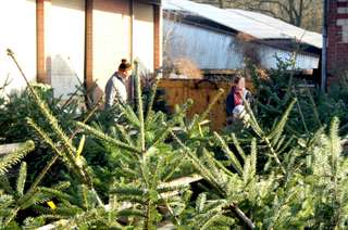 Weihnachtsbäume / Kaminholz Hof Börgen – Bild 3