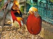 Vogelpark Troisdorf – Bild 3