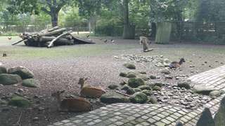 Tiergehege – Bild 1