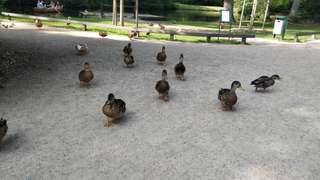 Tiergehege – Bild 5