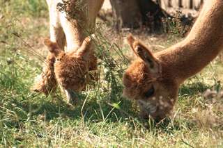 Hofladen und Alpaka-Hof Nester - - Erlebnisbauernhof - - Obst und Gemüsehandel - - Wild aus Eigener Jagd – Bild 2
