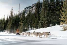 Snowy Owl Sled Dog Tours Inc – Bild 1