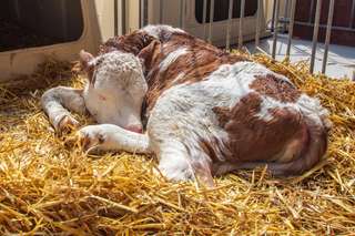 Hofladen Georg Koch – Bild 3