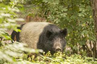 Wildpark Tannenbusch – Bild 5