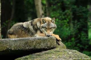 Wildpark Alte Fasanerie – Bild 1