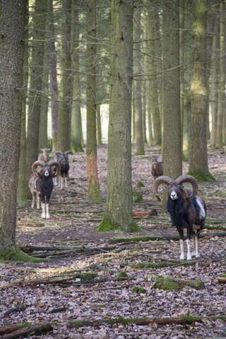 Informationszentrum StadtWaldHaus & Fasanerie – Bild 4