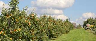 Obsthof Riess – Bild 2