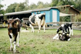 Biohof - Gut Wilhelmsdorf - Bielefeld – Bild 3