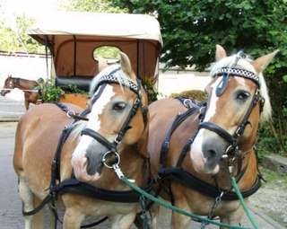 Bauerngärtchen – Bild 5