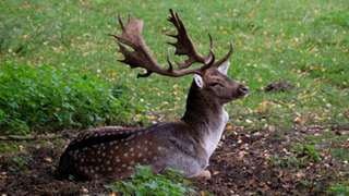 Wildgehege – Bild 1