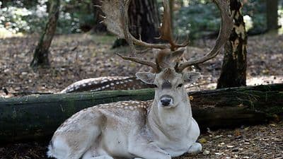 Wildgehege – Bild 5