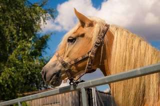 Göttinger Birkenhof – Bild 1