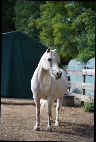 Animal Farm Stuttgart – Bild 1