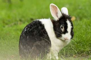 Kleintiergarten im Grugapark – Bild 6